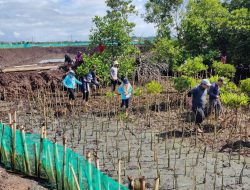 Rawat Ekosistem Lingkungan Laut, DKP Sulsel Tanam 38 Ribu Batang Mangrove di Kab. Bone