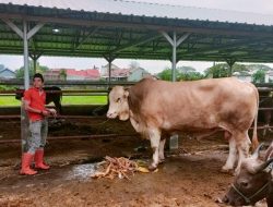 Gubernur Andi Sudirman Dapat Sumbangan Sapi Seberat 1,4 ton, Daging Kurban Disalurkan di 5 Daerah