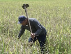 Mandiri Benih Membawa Berkah untuk Petani di Maros