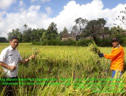 Benih ‘Mandiri Benih’ Mulai Panen, Petani di Sinjai : Terima Kasih pak Gubernur, Hasil Panen Meningkat