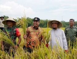 Program Mandiri Benih oleh Gubernur Andi Sudirman, Bupati Maros : Hasilnya Luar Biasa, Membantu Petani