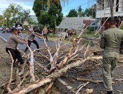 Bahayakan Warga, SAR Brimob Bone Potong Pohon Lapuk di Poros Bajoe