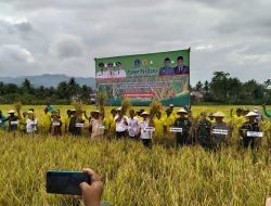 Panen Perdana Demfarm Libureng Hasilkan Rp13,2 Ton, Bone Percontohan Program IPDMIP Di Indonesia Timur