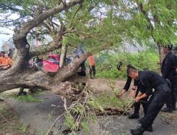 Pohon Tumbang di Gatot Subroto, Brimob Bone Terjun Evakuasi