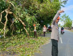 Respon Cepat SAR Yon C Pelopor Evakuasi Pohon Tumbang di Yos Sudarso
