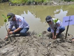 Tanam Mangrove Serentak Se Indonesia, Luwu Utara Siapkan 300 Ha, Tanam 5 Ribu Bibit