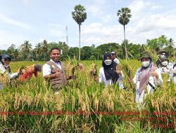Lagi Dinas TPHP Bone Pecah Telur, Catat Rekor Produksi Padi Tertinggi Capai 19,7 Ton Perhektar