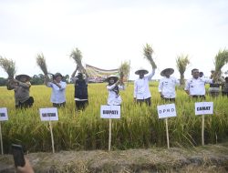 Hasil Panen meningkat 1.56 Ton/Ha, Indah Apresiasi Penggunaan Ge-lite Korea oleh Petani