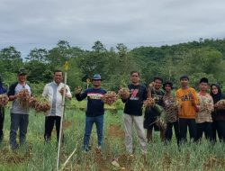 Produksi 9 Ton Perhektar, Lampoko Siap Jadi Percontohan Budidaya Bawang