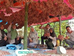 Hasilkan 9 Ton Bawang Perhektar, Kadis Asman: Gebrakan Hebat Petani Lampoko