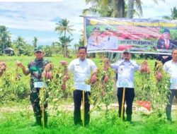 Panen Perdana Ubi Jalar di Waji, Petani Hasilkan 25 Ton Perhektar