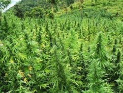 Warga Diduga Pemilik Ladang Ganja di Bohonglangi Pernah Diusir Warga, Tapi Ada Tokoh Masyarakat Jadi Penjamin