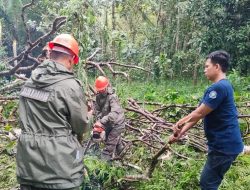 Tutup Akses Jalan, Tim SAR Brimob Bone Evakuasi Pohon Tumbang Di Desa Usa