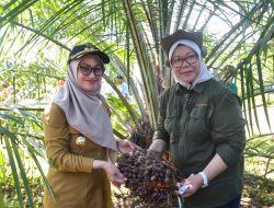 Bupati Indah Hadiri Panen Perdana Kelapa Sawit di Baebunta