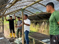 Gandeng Yon Armed, Dinas TPHP Bone Kembangkan Istana Sayur di Bengo