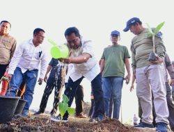 Budidaya Pisang, Pj Gubernur Bahtiar Tanam Perdana di Mare