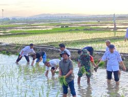 Kadis Asman Hadiri Tanam Perdana di Desa Solo di Musim El Nino, Luas Lahan 2.600 Ha