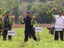 Begini Aksi Danyon Ichsan Panen Kacang di Lampoko Bone