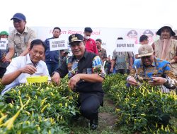 Bagian Upaya Tekan Inflasi, Pemprov Sulsel dan Pemkab Wajo Kompak Panen Raya Cabe