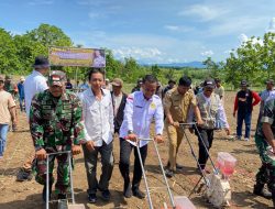 Gerakan Pemanfaatan Lahan Kosong, Kadis Asman Pimpin Tanam Perdana Jagung Hibrida di Libureng