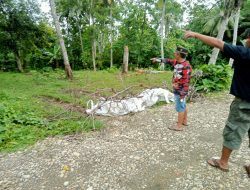Hoaks, Bukan Penutupan Jalan, Tapi Lahan Kebun Keluarga Wakil Ketua DPRD Dirusak
