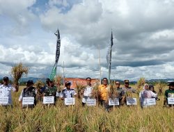 Panen 7,3 Ton Per Hektare Saat El Nino, Program Gernas Tingkatkan Pendapatan Petani