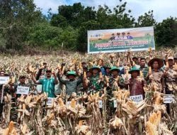 Bantuan Bibit Jagung Gratis Sentuh Ribuan Hektar Lahan Jagung di Bone