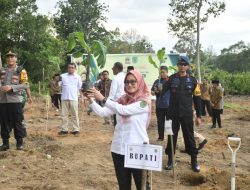 Bersama Pj. Gubernur Sulsel, Indah Tanam Perdana Pisang Cavendish