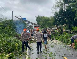 Ganggu Aktivitas Warga, Brimob Bone Gerak Cepat Evakuasi Pohon Tumbang di Poros Bone Wajo