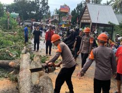 Sebabkan Macet Hingga 2 Km, Begini Kesigapan Tim SAR Brimob Bone Evakuasi Pohon Tumbang di Apala