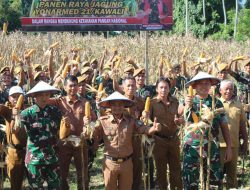 Dukung Ketahanan Pangan, Yonarmed 21/Kawali Gelar Panen Raya Jagung