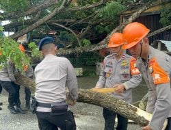 Pohon Tumbang Tutup Akses Jalan ke Pelabuhan Bajoe, SAR Brimob Gerak Cepat Lakukan Evakuasi