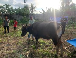 Brimob Bone Kerjasama Dinas Peternakan Periksa Hewan Kurban, Danyon Ichsan, Insya Alloh Sehat Semua.