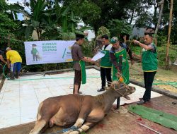 Kurban Berkah Baznas Bone, Mustahik Bahagia