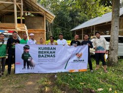 Program Kurban Berkah, BAZNAS Bone Sembelih 2 Ekor Sapi
