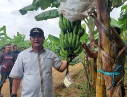 Bahtiar Baharuddin: Pisang Cavendis Solusi Terbaik Buat Konversi Pangan
