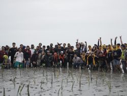 Gelar Plant & Camp, HIPMI Bone Menanam 1000 Mangrove