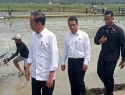 Jokowi Turun ke Sawah, Petani: Ini Berkah, Terima Kasih AAS