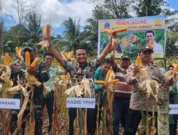 Panen Jagung di Manciri, Kadis TPHP: Produksi Tembus 12 Ton/Ha