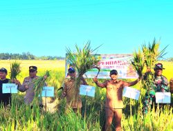 Panen Perdana di Kajuara, Produksi Naik Hingga 12 Ton