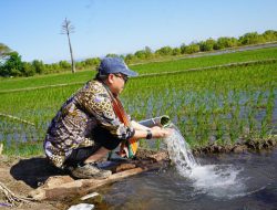 Produksi Naik di Agustus, September dan Oktober, Program Pompanisasi Berhasil