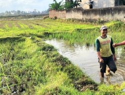 Walau Tak Kadis TPHP Lagi, A Asman Tetap Pedulikan Petani