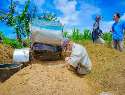 Harga Gabah di Bawah HPP, Petani Kulonprogo Menjerit dan Berharap Bulog Segera Bertindak