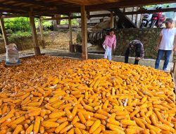 Kenaikan HPP, Bulog Bone Tunggu Instruksi Pembelian Jagung