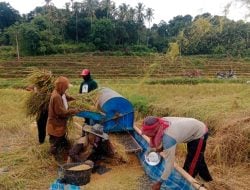 Bulog Bone Serap 21,766 Kg Gabah Kering Panen, Petani Apresiasi Kebijakan Presiden Prabowo