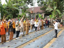 Bupati Bone Pimpin Gerakan Tanam Cabai, Ajak Masyarakat Bangun Kemandirian Pangan