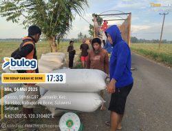 Bulog Bone Sukses Serap 57 Ribu Ton Gabah Petani