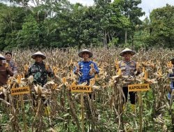 Kapolsek Barebbo Pimpin Panen Jagung