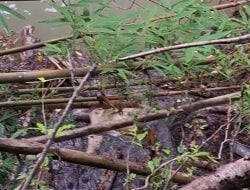 Warga Hanyut di Sungai Ponre, Ditemukan Meninggal Dunia di Sibulue Bone