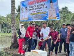 Wabup Bone Panen Perdana Budidaya Ikan Nila Sahabat Songko Cella